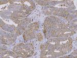 Bi-1 Antibody in Immunohistochemistry (Paraffin) (IHC (P))