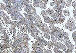 Bi-1 Antibody in Immunohistochemistry (Paraffin) (IHC (P))