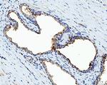 Bi-1 Antibody in Immunohistochemistry (Paraffin) (IHC (P))