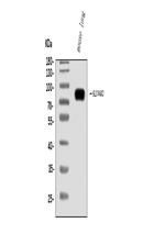 SLC44A2 Antibody in Western Blot (WB)