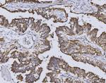 Heme oxygenase 2 Antibody in Immunohistochemistry (Paraffin) (IHC (P))