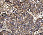 HSD17B7 Antibody in Immunohistochemistry (Paraffin) (IHC (P))