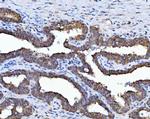 HSD17B7 Antibody in Immunohistochemistry (Paraffin) (IHC (P))