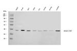 HSD17B7 Antibody in Western Blot (WB)