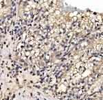 SRP72 Antibody in Immunohistochemistry (Paraffin) (IHC (P))