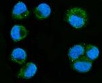 RHOT1 Antibody in Immunocytochemistry (ICC/IF)