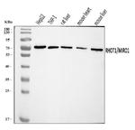 RHOT1 Antibody in Western Blot (WB)