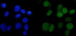 ANAPC2 Antibody in Immunocytochemistry (ICC/IF)