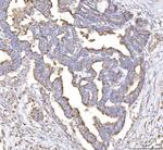 PLP2 Antibody in Immunohistochemistry (Paraffin) (IHC (P))