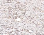 PLP2 Antibody in Immunohistochemistry (Paraffin) (IHC (P))