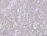 PLP2 Antibody in Immunohistochemistry (Paraffin) (IHC (P))