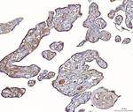 PLP2 Antibody in Immunohistochemistry (Paraffin) (IHC (P))