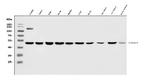 SMCR7L Antibody in Western Blot (WB)