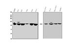 SEMA6A Antibody in Western Blot (WB)