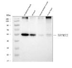 TRIM72 Antibody in Western Blot (WB)