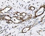 NOLA1 Antibody in Immunohistochemistry (Paraffin) (IHC (P))