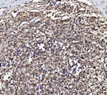 NOLA1 Antibody in Immunohistochemistry (Paraffin) (IHC (P))