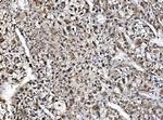 NOLA1 Antibody in Immunohistochemistry (Paraffin) (IHC (P))