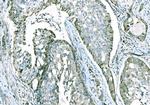 CD101 Antibody in Immunohistochemistry (Paraffin) (IHC (P))