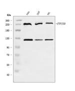 CEP250 Antibody in Western Blot (WB)