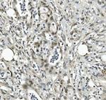 EAPP Antibody in Immunohistochemistry (Paraffin) (IHC (P))