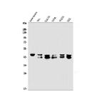 EAPP Antibody in Western Blot (WB)