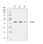 CD89 Antibody in Western Blot (WB)