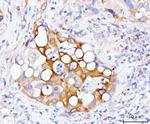 GSPT1/2 Antibody in Immunohistochemistry (Paraffin) (IHC (P))