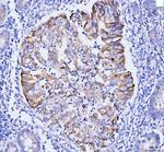 GSPT1/2 Antibody in Immunohistochemistry (Paraffin) (IHC (P))