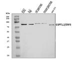 GSPT1/2 Antibody in Western Blot (WB)