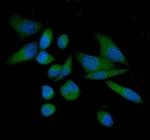 THEM4 Antibody in Immunocytochemistry (ICC/IF)