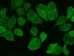 WNT8B Antibody in Immunocytochemistry (ICC/IF)