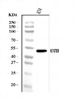 WNT8B Antibody in Western Blot (WB)