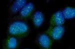 Nectin 2 Antibody in Immunocytochemistry (ICC/IF)