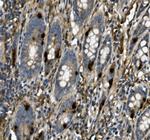 USP44 Antibody in Immunohistochemistry (Paraffin) (IHC (P))