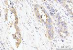 LAR4B Antibody in Immunohistochemistry (Paraffin) (IHC (P))