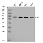 KLHL12 Antibody in Western Blot (WB)