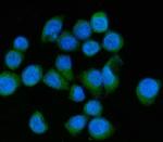 MLXIP Antibody in Immunocytochemistry (ICC/IF)