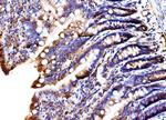 MLXIP Antibody in Immunohistochemistry (Paraffin) (IHC (P))