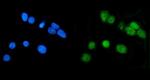 LSM7 Antibody in Immunocytochemistry (ICC/IF)