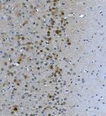 LSM7 Antibody in Immunohistochemistry (Paraffin) (IHC (P))