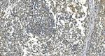 LSM7 Antibody in Immunohistochemistry (Paraffin) (IHC (P))