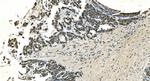 LSM7 Antibody in Immunohistochemistry (Paraffin) (IHC (P))