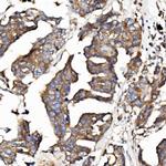 EPB41L5 Antibody in Immunohistochemistry (Paraffin) (IHC (P))