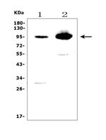 EPB41L5 Antibody in Western Blot (WB)