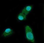 YTHDC2 Antibody in Immunocytochemistry (ICC/IF)