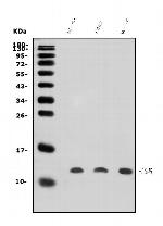 LSM5 Antibody in Western Blot (WB)