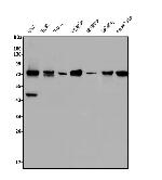 Nova-2 Antibody in Western Blot (WB)