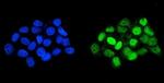 HOXD11 Antibody in Immunocytochemistry (ICC/IF)