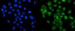 LSM8 Antibody in Immunocytochemistry (ICC/IF)